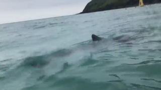 Une plage à Jeju évacuée après la venue d'un requin