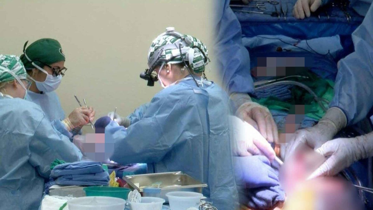 '유전자 조작' 돼지 신장, 뇌사판정 인체에 첫 이식