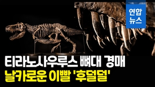 [영상] 티라노사우루스 렉스 뼈대 아시아 첫 경매…낙찰 추정가 무려