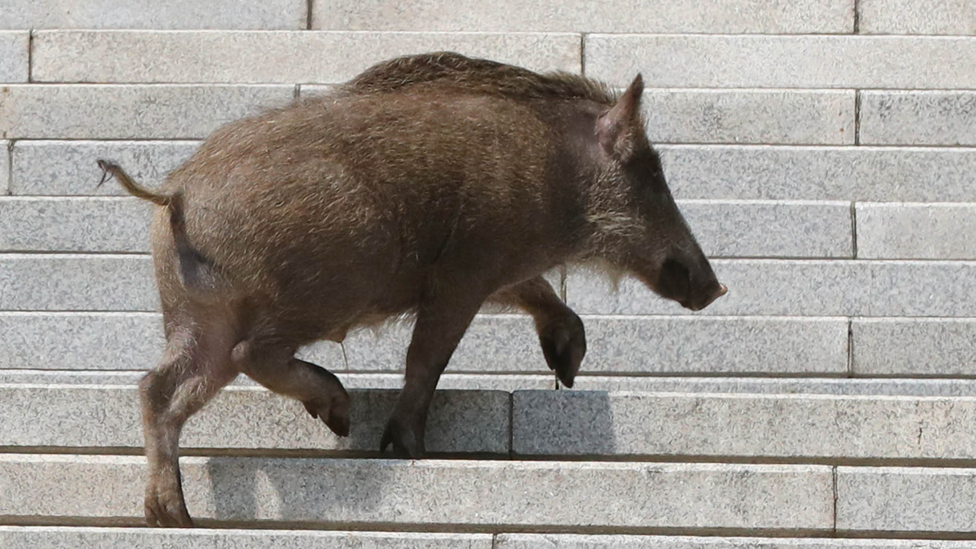 달아난 멧돼지는 어디로? 잦은 도심 출몰 '불안' | 연합뉴스