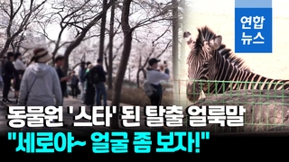[영상] 너도나도 '세로' 보려고…탈출 얼룩말 이제는 동물원 '스타'