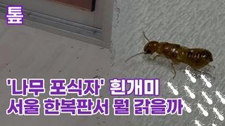 [톺뉴스] '나무 포식자' 흰개미, 서울 한복판서 뭘 갉을까