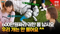 [영상] 중국 로봇개, 치킨배달·산책 척척…3살짜리 국산 성능은?
