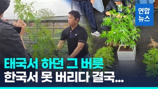  텃밭에 화분에…대마 불법 경작 태국인 불법체류자들 검거