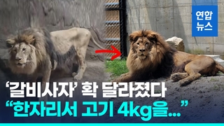  "고기 4kg 한자리서 꿀꺽"…2주만에 살 오른 '갈비사자' 바람이