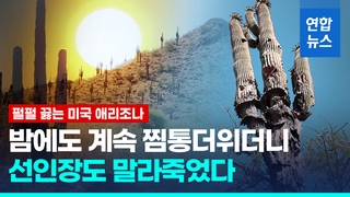  애리조나 선인장마저 말려죽인 더위…안쪽부터 썩으며 쓰러져