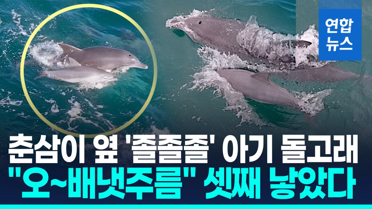 [영상] 돌고래쇼 하던 25살 '춘삼이' 또 출산…고향 돌아간후 세번째