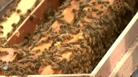 충남도, 꿀벌 질병 신고센터 운영…질병 진단·피해 예방