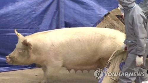 '구제역 예방'…파주시, 내달 우제류 백신 접종
