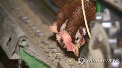 청양 양계장서 불…닭 1만5천여 마리 폐사