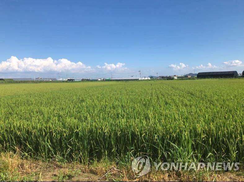 S. Korea's rice output to drop 100,000 tons in aftermath of typhoons - 1