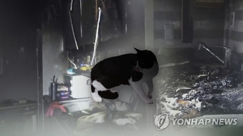 Augmentation des incendies causés par des animaux domestiques à Séoul