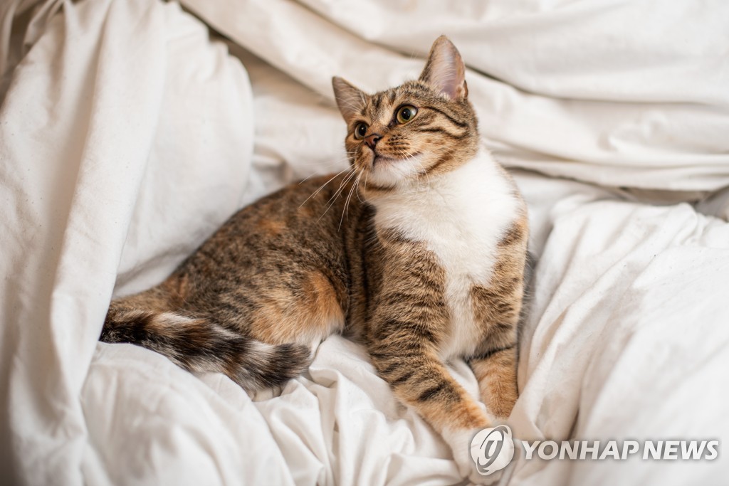 고양이