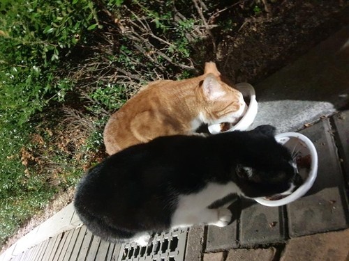 길고양이