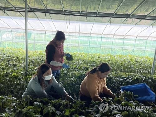  농번기 농촌 일손 부족 심각…계절근로자로 '숨통'