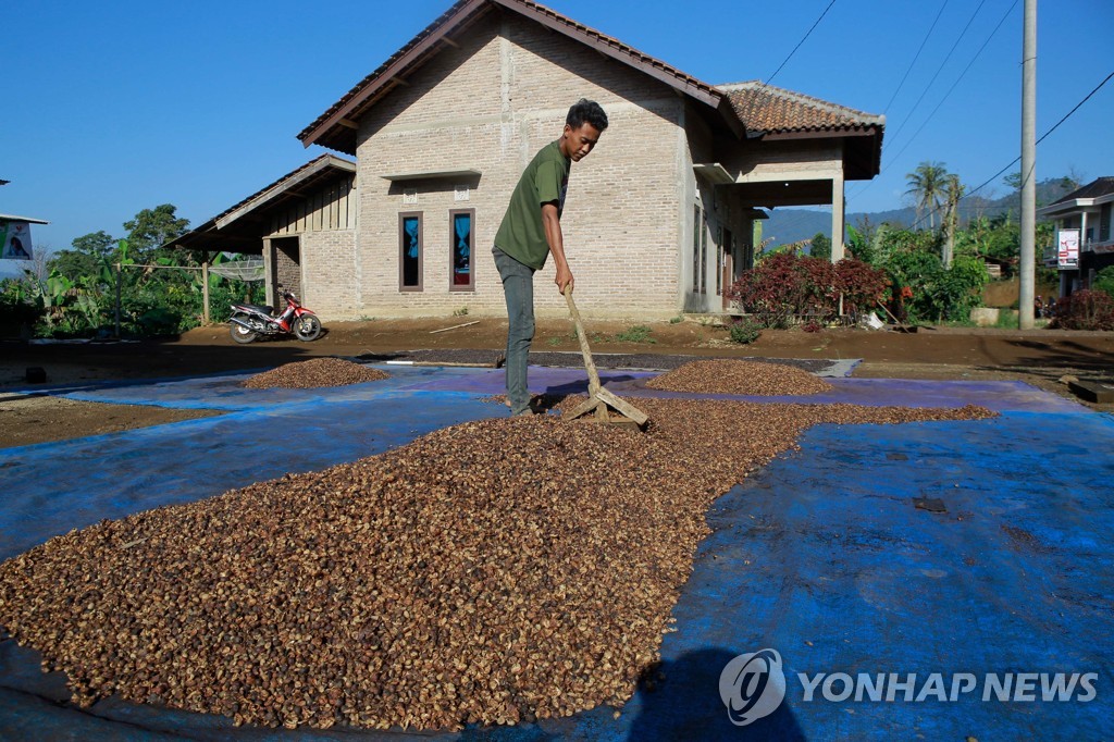 커피 원두를 말리는 인도네시아 농부