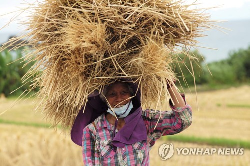 밀·옥수수 가격과 반대로 가는 쌀…올해 국제시장 가격 17%↓