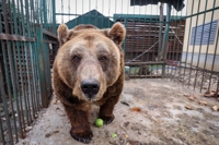 알바니아 식당서 구조된 불곰, 20년 만에 세상 밖으로