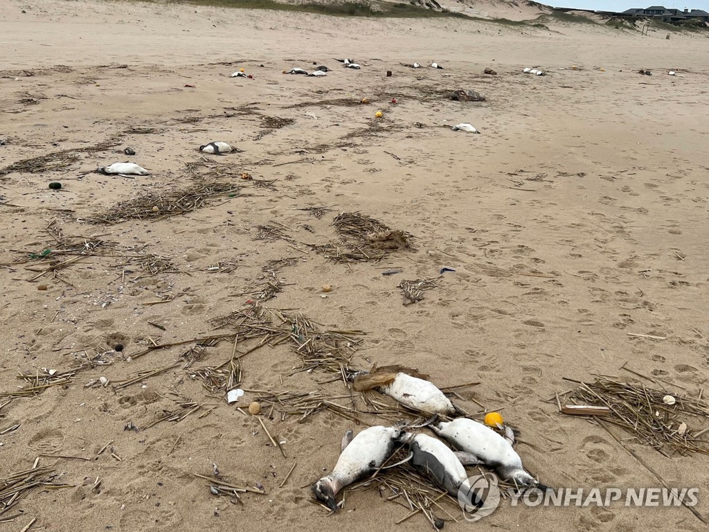 Investigation into Thousands of Dead Penguins Found on Uruguay Coast Points to Malnutrition and Overfishing