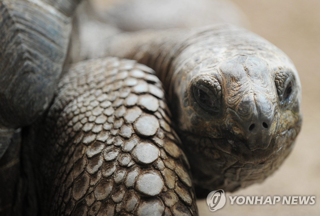 갈라파고스 땅거북