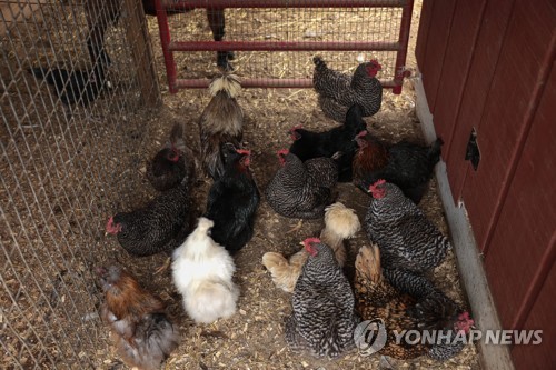 닭장 속 닭들 [AFP=연합뉴스 자료사진] ※ 기사 내용과 직접 관련이 없음.