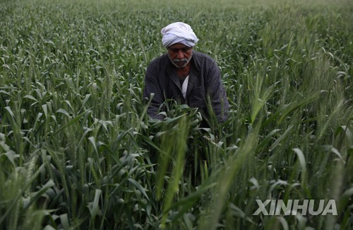 우크라 전쟁발 '식량위기' 이집트, 유전자변형 곡물 재배 고려
