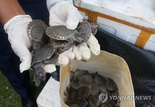 말레이서 희귀 새끼거북 3천300마리 밀수 적발…"식재료 될 뻔"