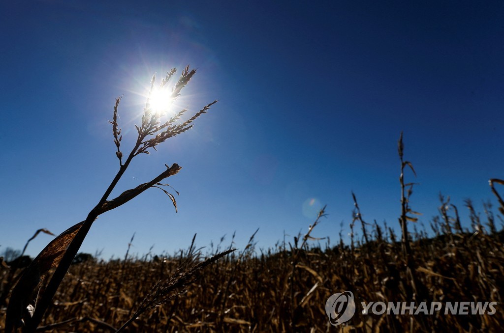 가뭄 영향을 받은 아르헨티나의 옥수수 농장