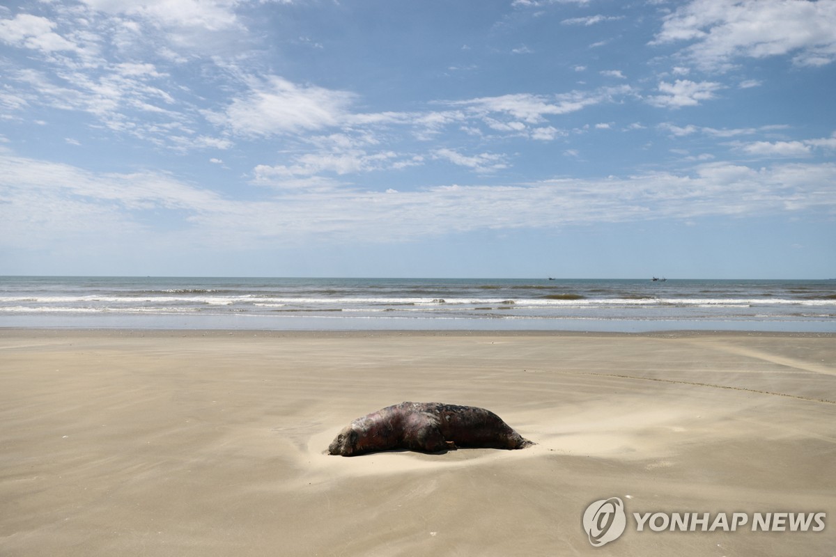 브라질 남부 해안에서 조류인플루엔자에 감염돼 폐사한 바다사자