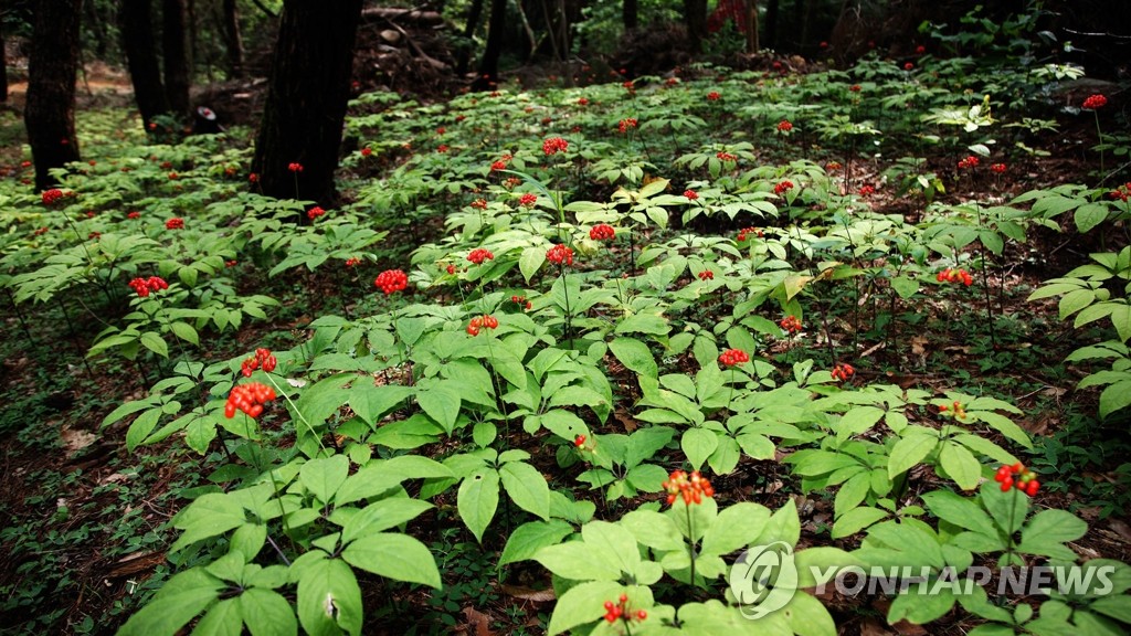 평창서 1억원 상당의 산양산삼 훔친 일당 2명 붙잡아 | 연합뉴스