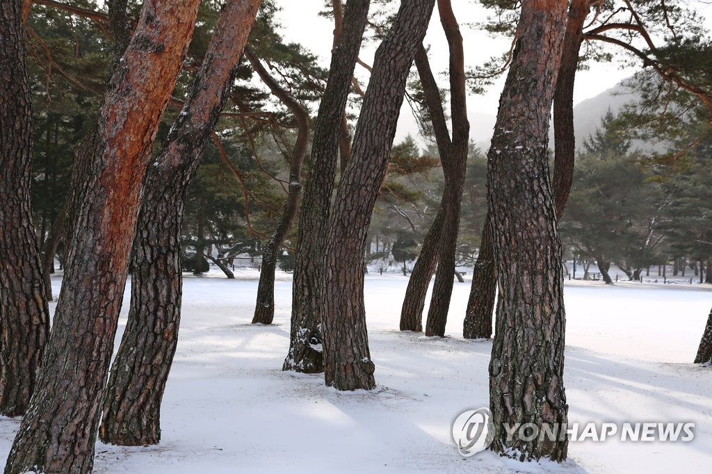 눈 덮인 속리산 송림 | 연합뉴스