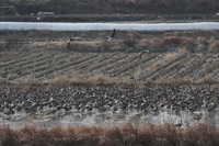 파주시, DMZ 겨울 철새 탐조·먹이 주기 행사