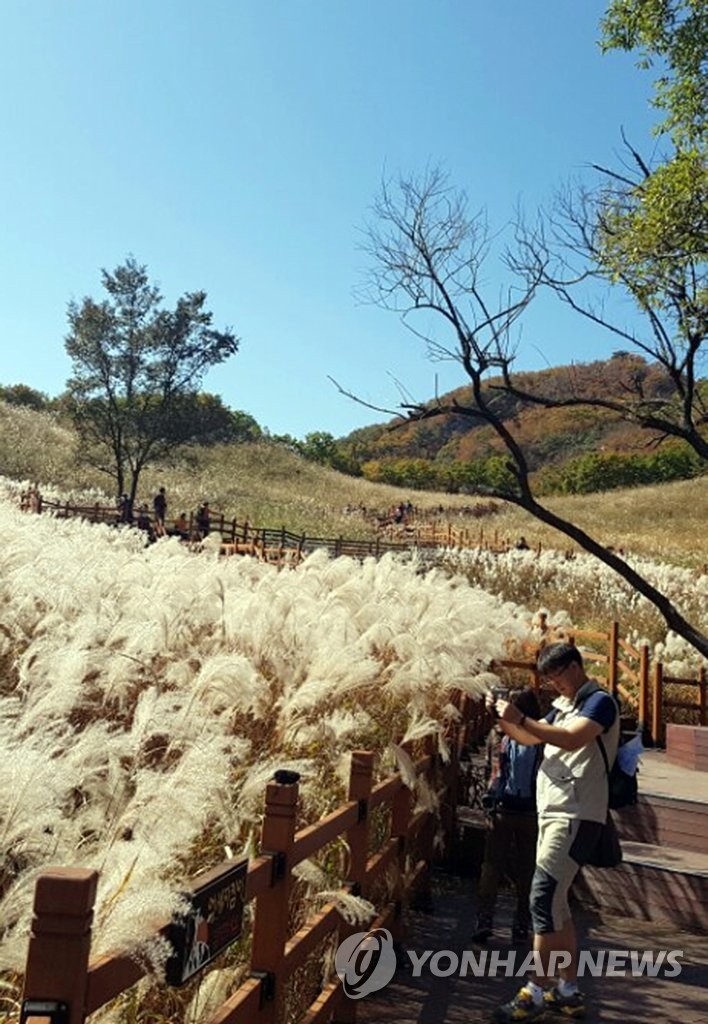 포천 명성산서 가을 정취 만끽…사흘간 억새꽃 축제 | 연합뉴스