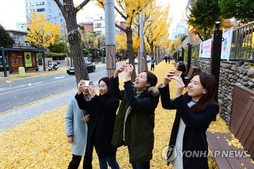 부산 동천 은행나무길 낙엽축제…12월 1일 개최