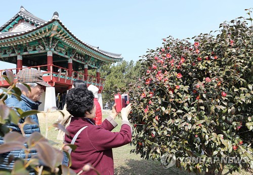 [#꿀잼여행] 충청권: 봄이 왔어요…동백꽃 활짝 주꾸미는 통통