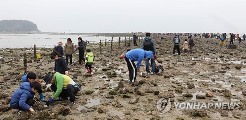 보령 무창포해수욕장서 29일부터 나흘간 홍굴이 체험 한마당