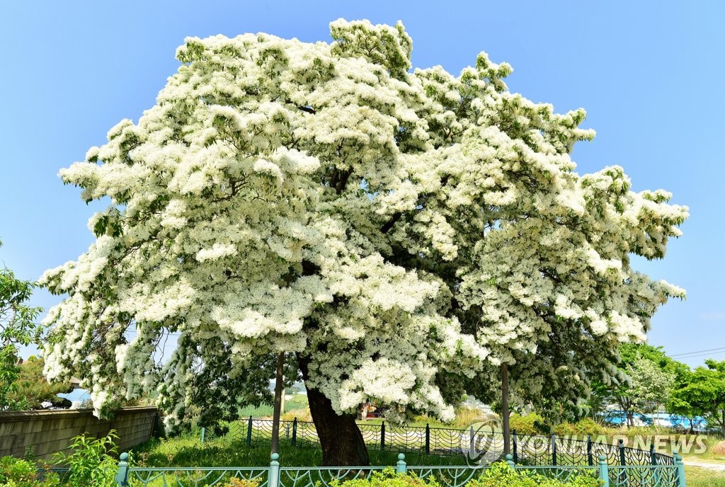수령 250년 '천연기념물' 이팝나무 꽃 활짝