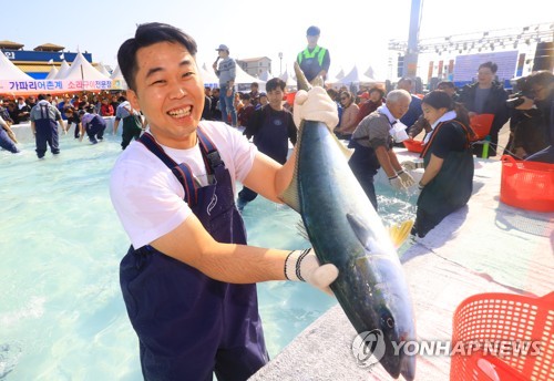 "겨울 최고 횟감 방어 맛보세요" 제주 최남단 방어축제 개막