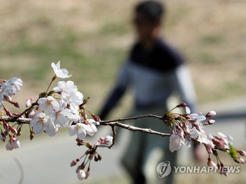 花をつけたソウル市内の桜の木＝３日、ソウル（聯合ニュース）