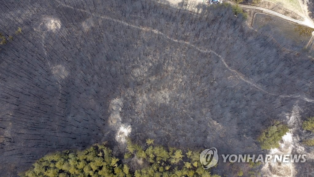 폐허된 산림