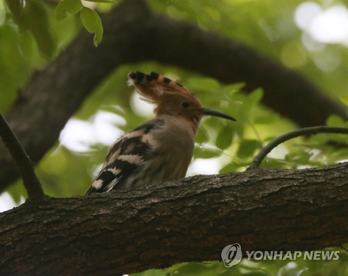 '추장새' 후투티 렌즈에 담으려 경주 황성공원에 몰린 사진작가