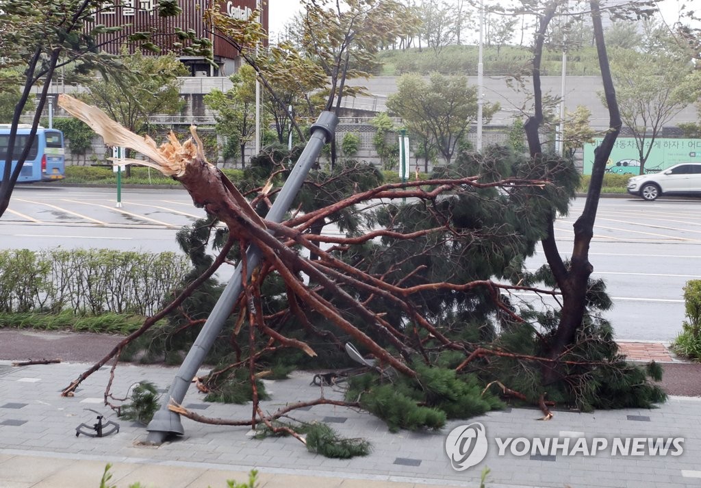 위력적인 강풍, 부러지며 보행로 덮친 나무