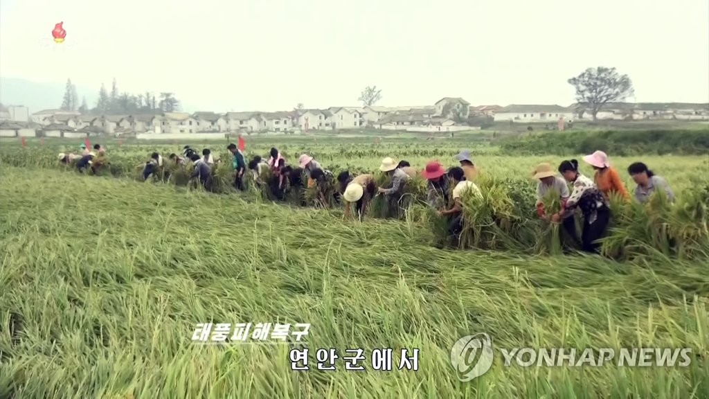 침수된 농경지서 복구 작업 벌이는 북한 주민들