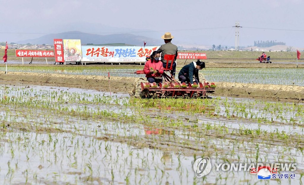 북한 농촌에서의 모내기 작업