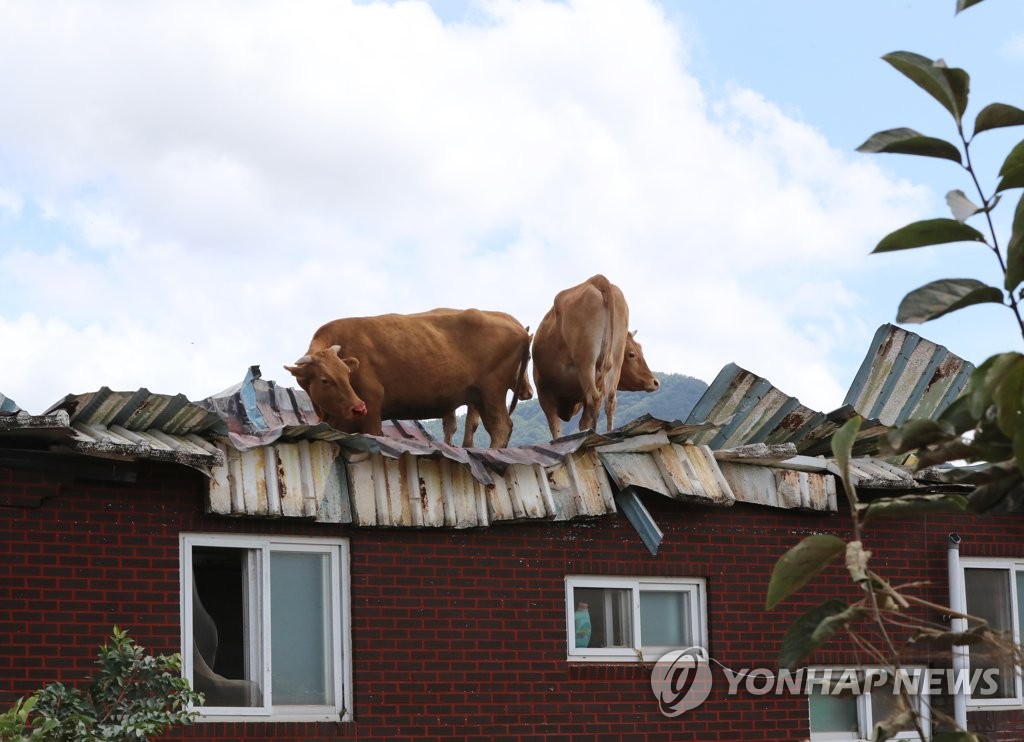 Bœufs sur un toit