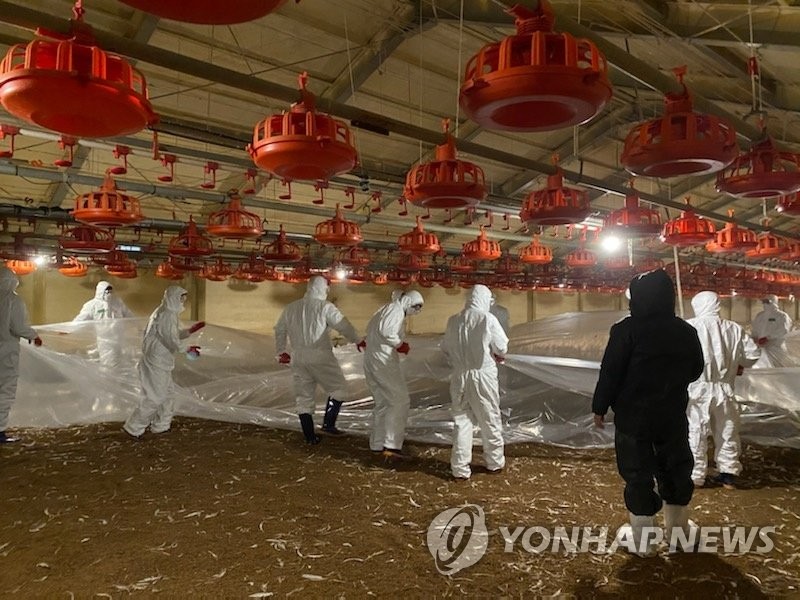 Quarantine officials work to cull chickens at a broiler farm in the county of Yesan, 134 kilometers south of Seoul, on Dec. 27, 2020, after an outbreak of highly pathogenic avian influenza was confirmed there, in this photo provided by the county office. (PHOTO NOT FOR SALE) (Yonhap)