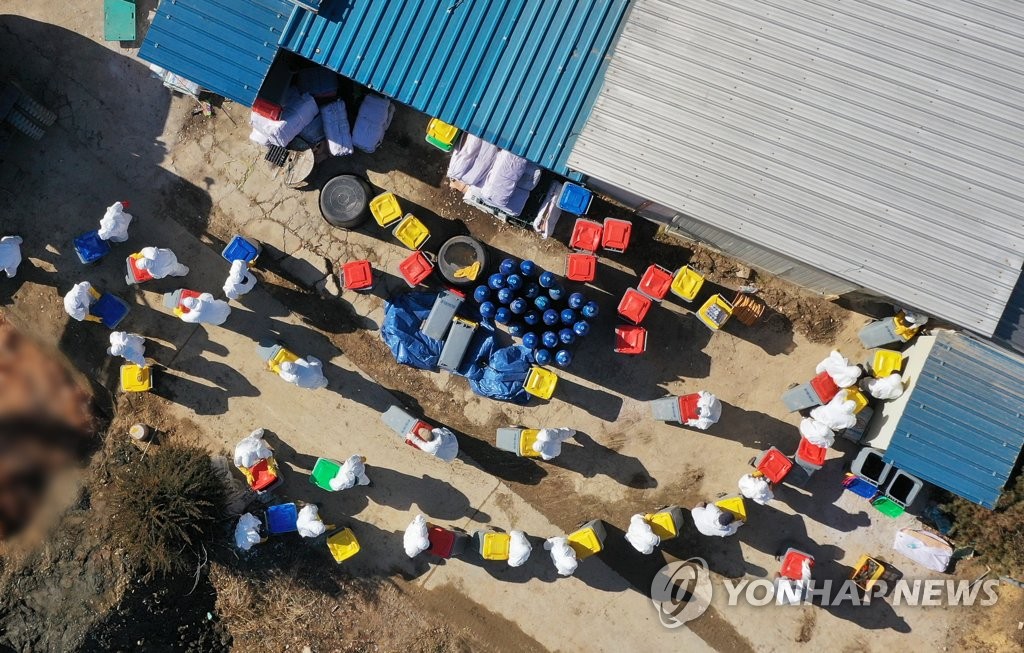Officials cull birds at an egg farm in Anseong, 77 kilometers south of Seoul, on Jan. 29, 2021. (Yonhap)
