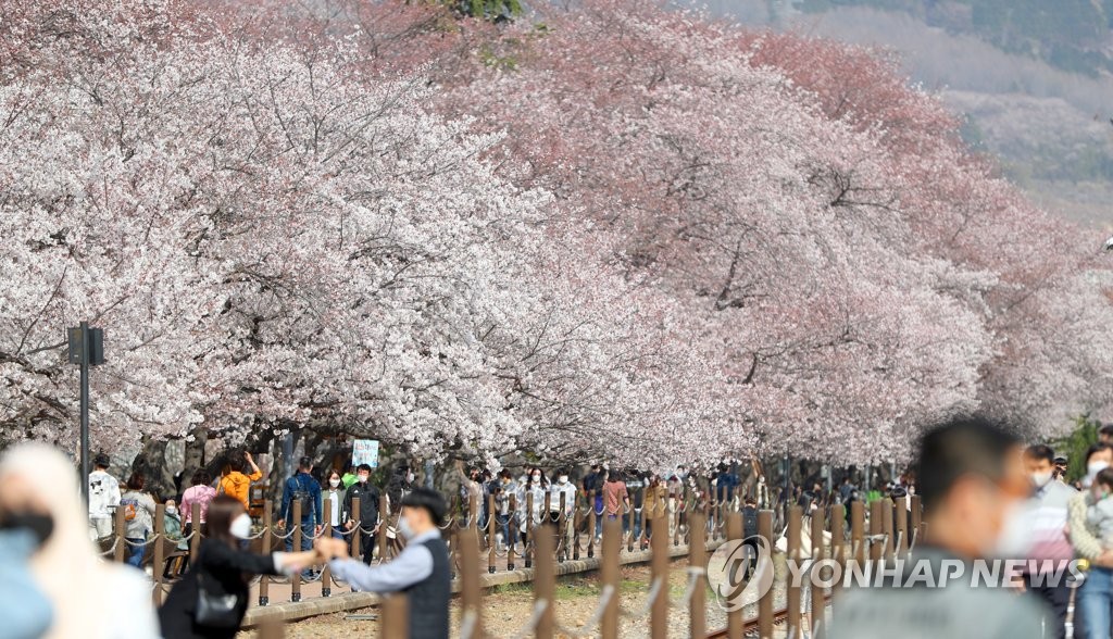This photo taken on March 25, 2021, shows people enjoying cherry blossoms at a park in Jinhae, South Gyeongsang Province, even though the Jinhae Cherry Blossoms Festival was canceled for a second straight year due to the prolonged coronavirus pandemic. (Yonhap)