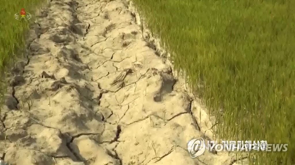 폭염에 타들어 가는 북한 농경지…수확량 타격받을까 전전긍긍