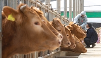 소 사육기간 단축해 온실가스 줄인다…농식품부 시범사업